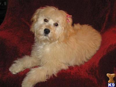 CKC Toy/Mini Goldendoodle Puppies Champion lines